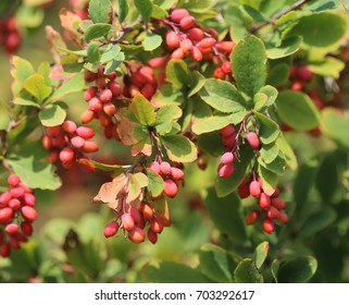 Common Barberry (Berberis Vulgaris)