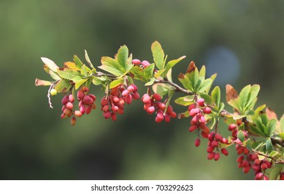 Common Barberry (Berberis Vulgaris)