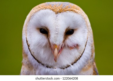 Common Barn Owl