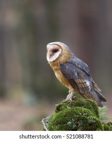 Common Barn Owl