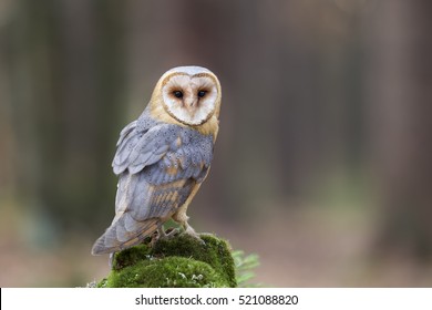 Common Barn Owl