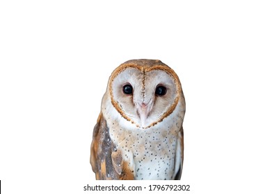 Common Barn Owl Close Up On Dark White Background.