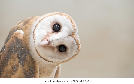 common barn owl ( Tyto albahead ) head close up - Powered by Shutterstock