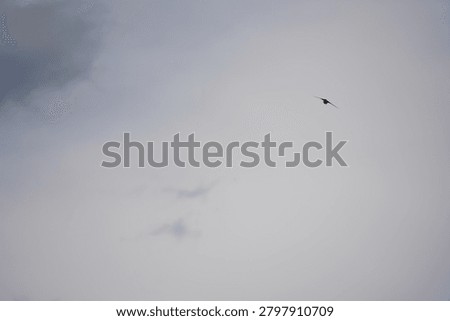 Common Barn Swallow flying though blue sky