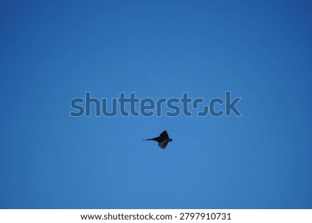 Common Barn Swallow flying though blue sky