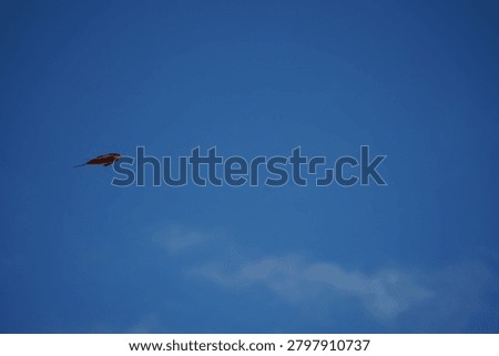 Common Barn Swallow flying though blue sky