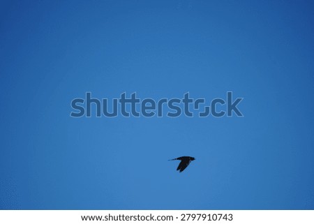 Common Barn Swallow flying though blue sky