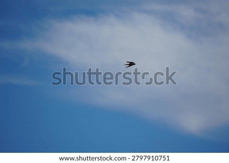 Common Barn Swallow flying though blue sky