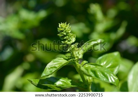Common basil leaves and flower buds - Latin name - Ocimum basilicum Zdjęcia stock © 