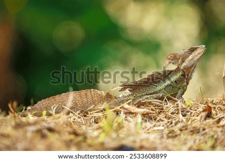 The common basilisk (Basiliscus basiliscus) is a lizard found in Central and South American rainforests near rivers and streams.