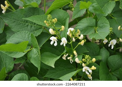 Common bean (Phaseolus vulgaris) blooms in open ground in the garden - Shutterstock ID 2264087211