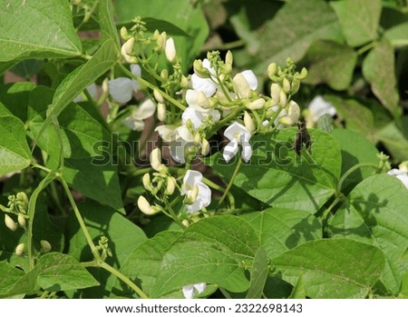 Common bean (Phaseolus vulgaris) blooms in open ground in the garden