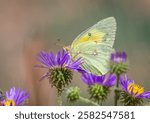 A common, but beautiful Orange Sulphur butterfly nectars on a blooming aster flower high in the Colorado mountains.