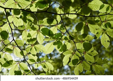 Common beech tree (Fagus sylvatica) - backlit leaves from below in the sunshine
