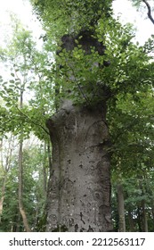 Common Beech - Tree In The Garden