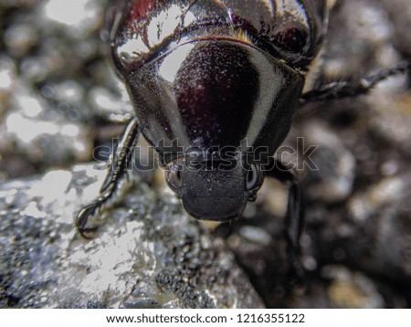 Similar – Image, Stock Photo Barnacles on the stones of the beach of Las Catedrales, Lugo, Spain