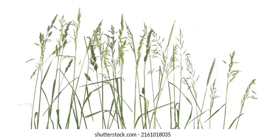 Common Bent Grasses Wild Meadow Plants Isolated On White Background. Abstract Fresh Wild Grass Flowers, Herbs.