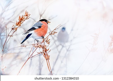 Common Bird Bullfinch Pyrrhula With Red Breast Sitting On Snow Maple Branch.