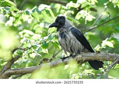 El ave común Corvus cornix, también conocido como cuervo encapuchado, se posa en el árbol. Plumaje húmedo después del baño en el río.