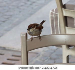 Common Bird Resting On A Chair Rail Common Sparrow