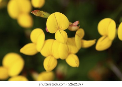 Common Birds Foot Trefoil