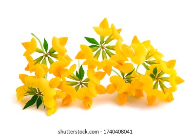  Common Bird's Foot Trefoil Isolated On White