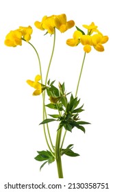  Common Bird's Foot Trefoil Isolated On White