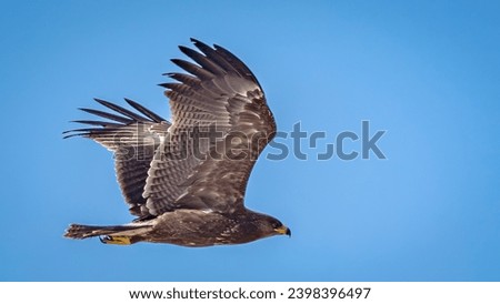 common birds of oman . [[stock_photo]] © 