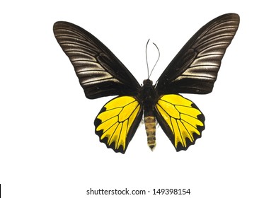 Common Birdwing