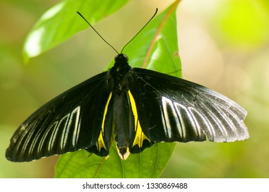 Common Birdwing Butterfly