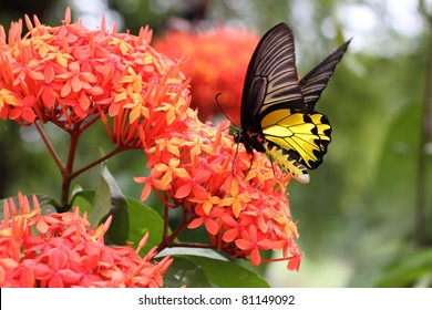 Common Birdwing Butterfly