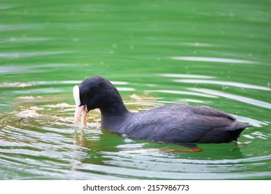Common black coot swimming in a pond, genus Fulica, waterbird in Europe, birdwatching in nature 