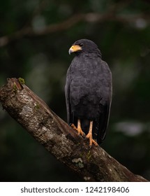 Common Black Hawk In Costa Rica 