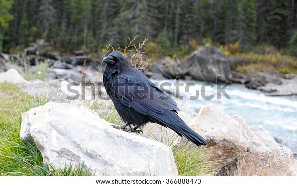 Common Black Raven By Mountain River Stock Photo (Edit Now) 366888470
