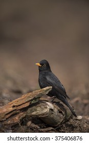 Common Blackbird