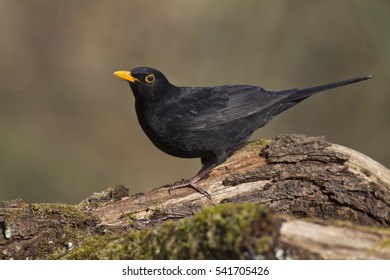 Common Blackbird