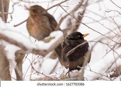 Common Blackbird Couple Male And Female (Turdus Merula) Perching In The Tree, Hiding In The Bushes, Blackbird Breeding Pair On Winter Snow, Common Garden And City Bird