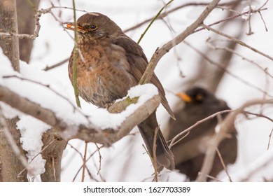 Common Blackbird Couple Male And Female (Turdus Merula) Perching In The Tree, Hiding In The Bushes, Blackbird Breeding Pair On Winter Snow, Common Garden And City Bird