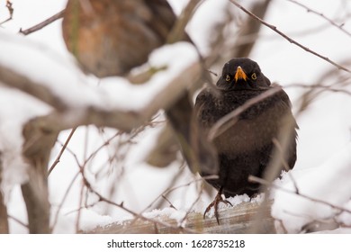 Common Blackbird Couple Male And Female (Turdus Merula) Perching In The Tree, Hiding In The Bushes, Blackbird Breeding Pair On Winter Snow, Common Garden And City Bird