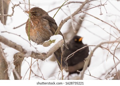 Common Blackbird Couple Male And Female (Turdus Merula) Perching In The Tree, Hiding In The Bushes, Blackbird Breeding Pair On Winter Snow, Common Garden And City Bird