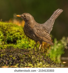 A Common Blackbird Female Posing Nicely For The Males In The Area, As Part Of Natural Behavior In The Animal World