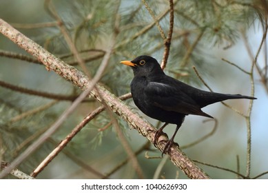 Common blackbird - male (Turdus merula)
