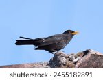 common blackbird on top of the house (Turdus merula)