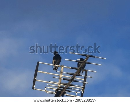 common blackbird perched on an elevated urban structure, calmly observing its surroundings. The image captures the bird's natural posture, dark plumage, and yellow-orange beak against a simple architectural background