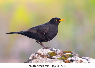 Featured image of post The Best 21 Little Black Birds With Yellow Beaks