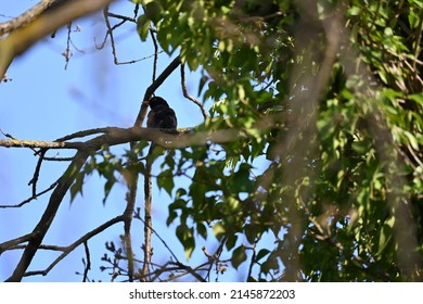 The common blackbird is a species of true thrush. It is also called the Eurasian blackbird, or simply the blackbird where this does not lead to confusion with a similar-looking local species. It breed