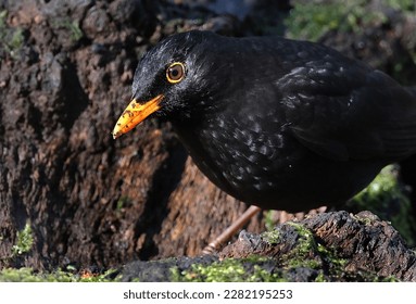 The common blackbird is a species of true thrush. It is also called the Eurasian blackbird, or simply the blackbird where this does not lead to confusion with a similar-looking local species.