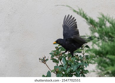 Common blackbird "Turdus merula", a bird with black feathers, with outstretched wings, perching on a bush with green leaves and black and purple berries. Horizontal photo and selective focus
 - Powered by Shutterstock