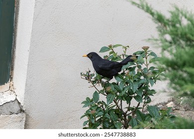 Common blackbird "Turdus merula", a black-feathered bird, perched on a bush with green leaves and black and purple berries. Horizontal photo and selective focus - Powered by Shutterstock