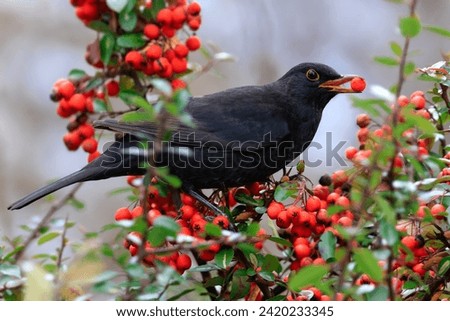 Common blackbird, turdus merula, feeding on red berries